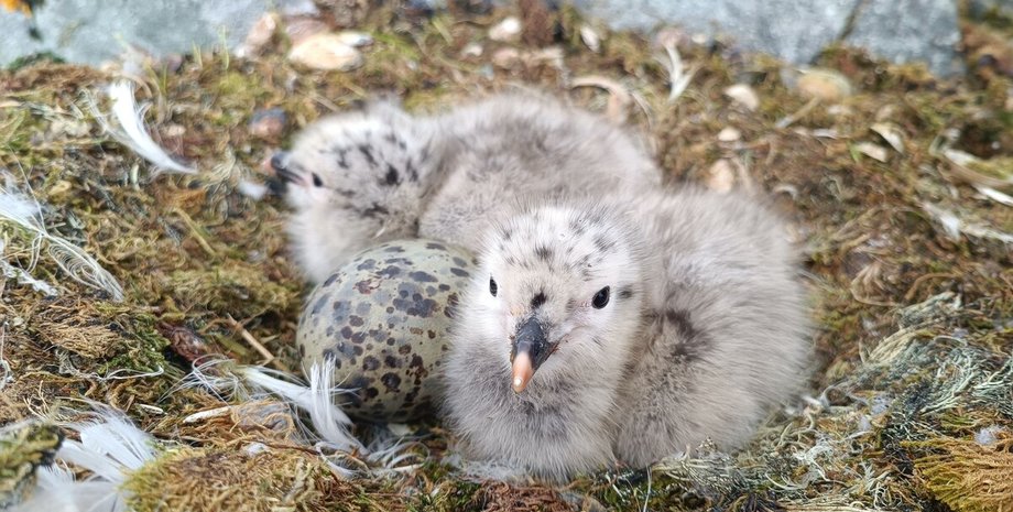 станция вернадского, полярники. новости украины, чайки, птицы, гнезда, бэби-бум