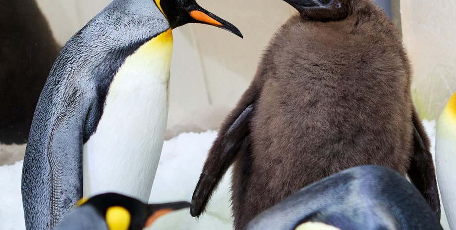 Песто, пингвин