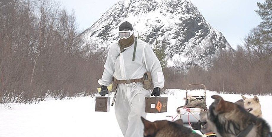 хаски, собаки