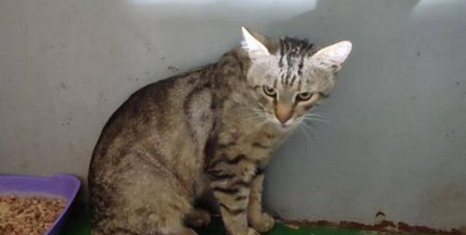 Врятований у Києві кіт