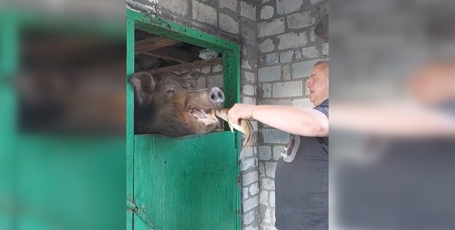 Кабан Едік, курйоз україна, Смішні новини України, новини про кабана, новини про Едіка, кабан Едік TikTok