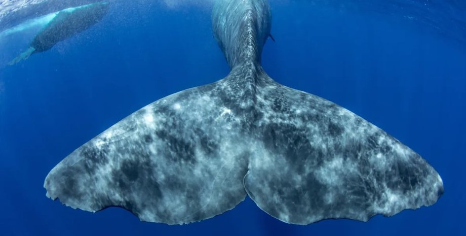 кит, хвіст кита, китове молоко