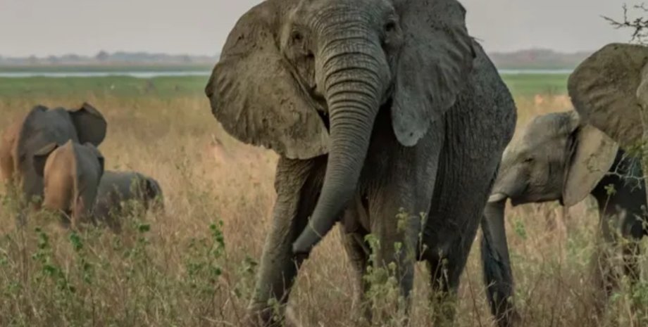 браконьеры охота на слонов