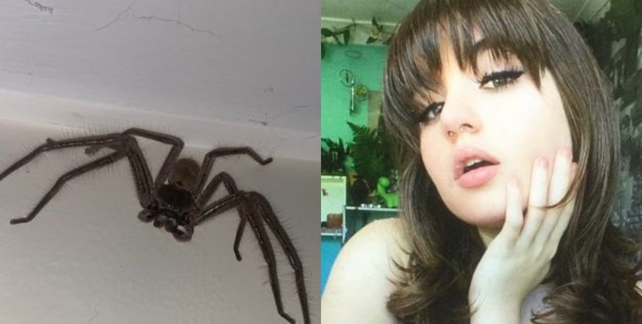 Девушка, паук, ядовитый паук, TikTok