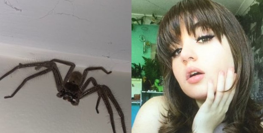 Девушка, паук, ядовитый паук, TikTok