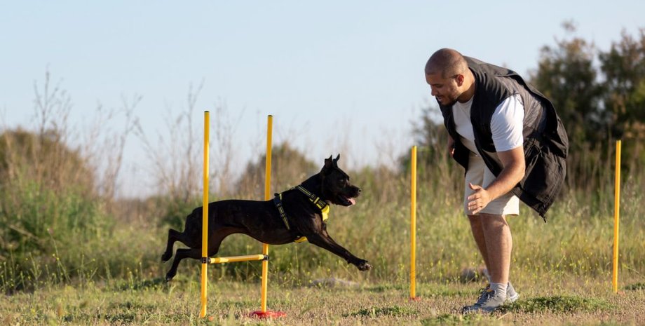 Дрессировка, собака, характер