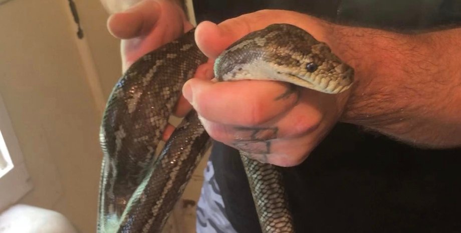 Мужчина из Австралии нашел змею в унитазе, как пресмыкающееся оказалось у него в туалете