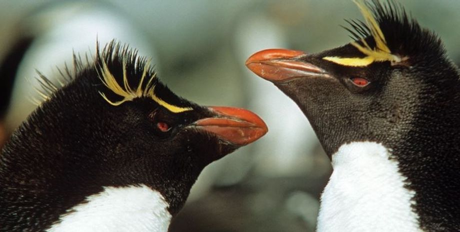 пингвины, прямохлые пингвины