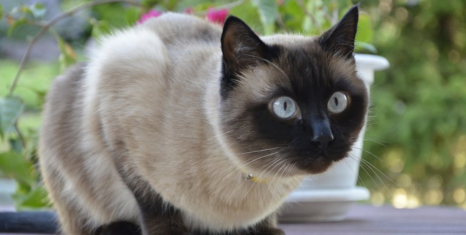 сіамська кішка