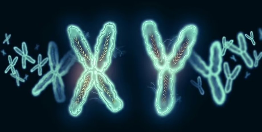 хромосомы