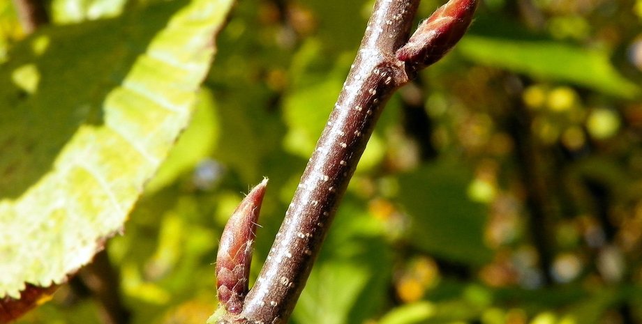 Ветку граба продали за 1550 грн на аукционе на Тернопольщине