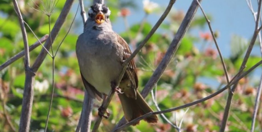 Фото: J N PHILLIPS