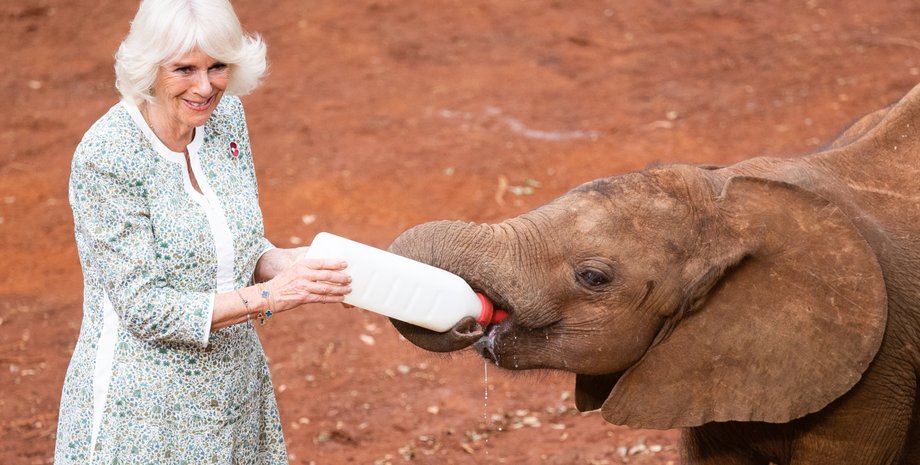 Королева Камилла, слоненок, Кения