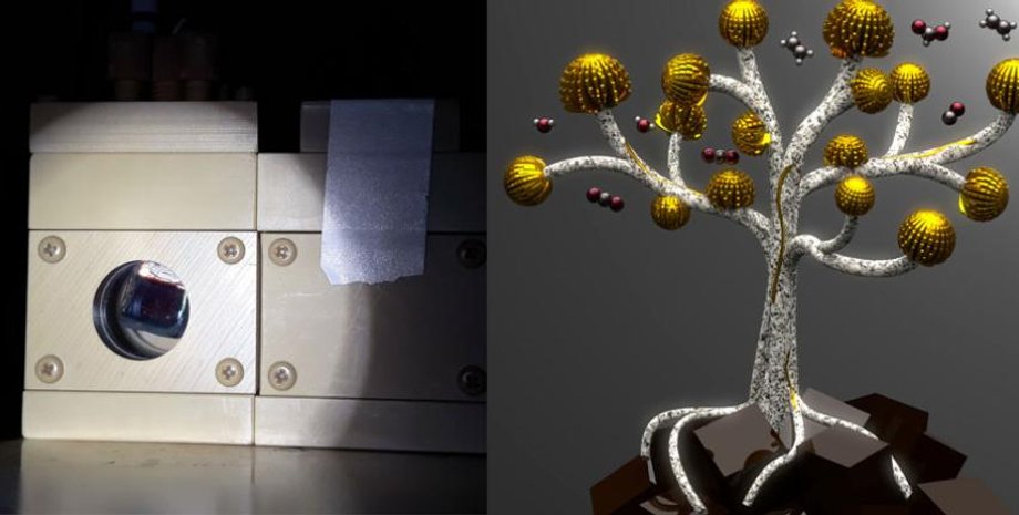 Квіти, дерево, паливо, сонячне світло, енергія, фото