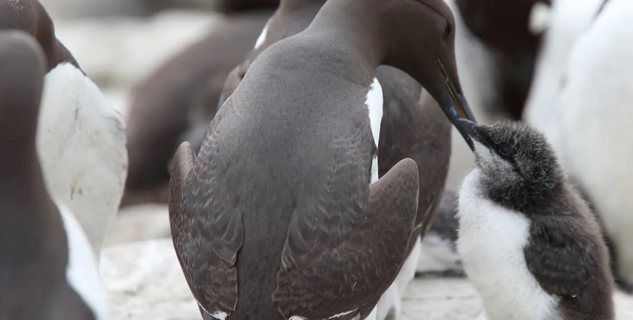 массовая гибель кайр на Аляске