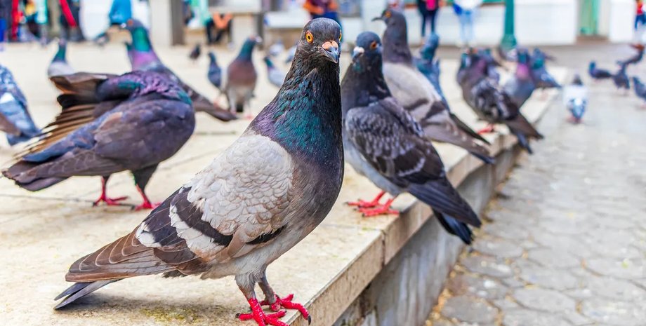 париж голуби