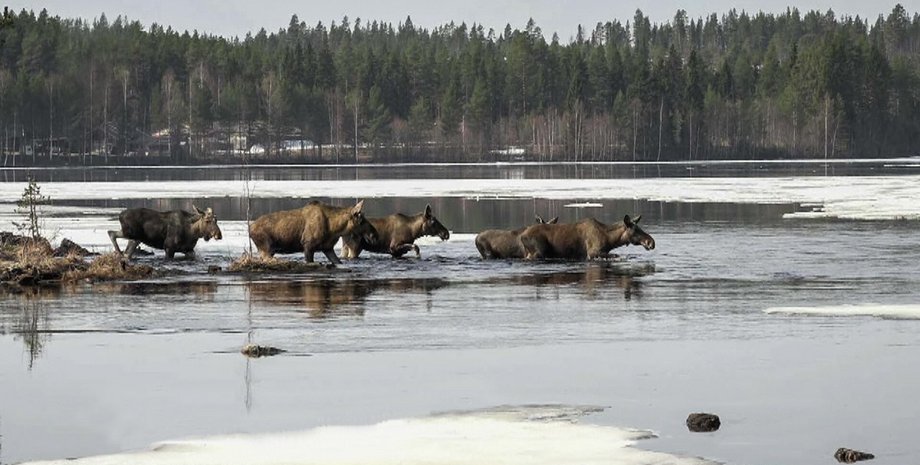 миграция лосей, лось, лоси, прямая трансляция, Den stora älgvandringen
