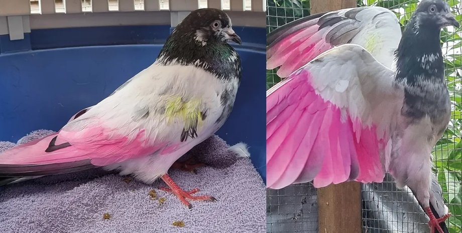 голуб, фарбування голубів