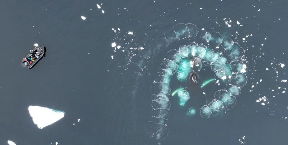 горбатый кит, пузырчатая сеть, горбатый кит кормление