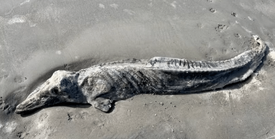 Тело мертвого дельфина, таинственное существо, мумификация, чудовище, монстр в США, фото
