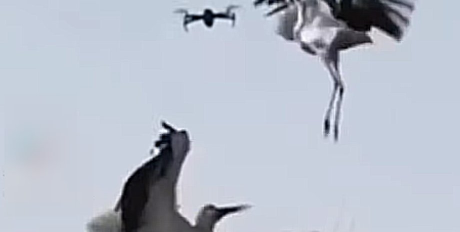 аист, дрон, гнездо аиста