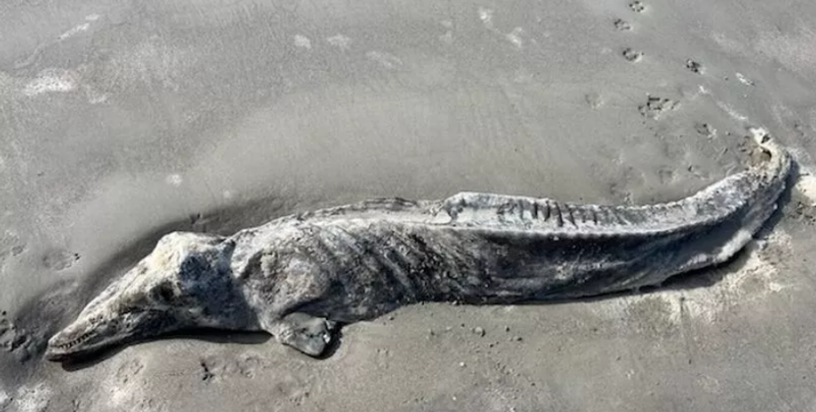 Тело мертвого дельфина, таинственное существо, мумификация, чудовище, монстр в США, фото