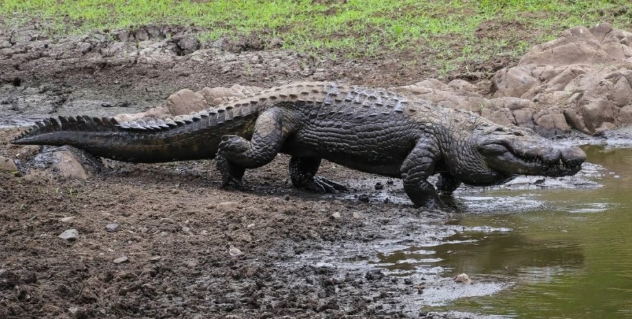 Крокодил поруч із річкою, крокодил, став жертвою крокодила, інсценував свою смерть, рептилія, крокодил з'їв людину