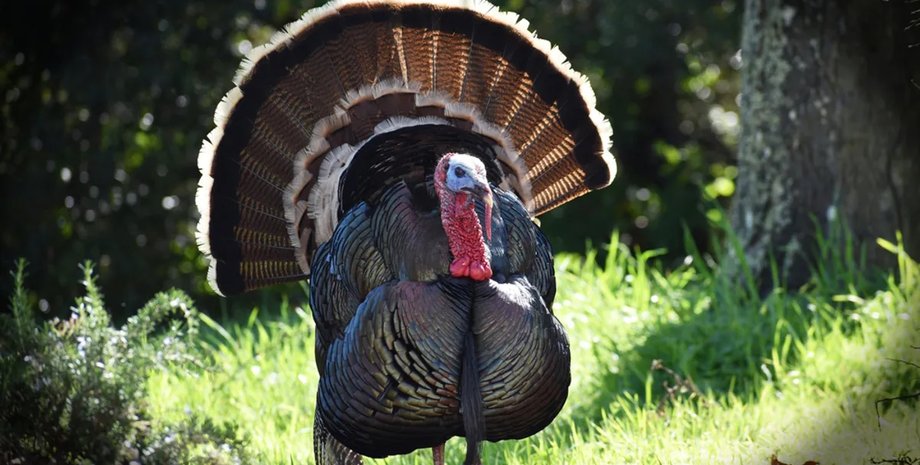 індичка птах
