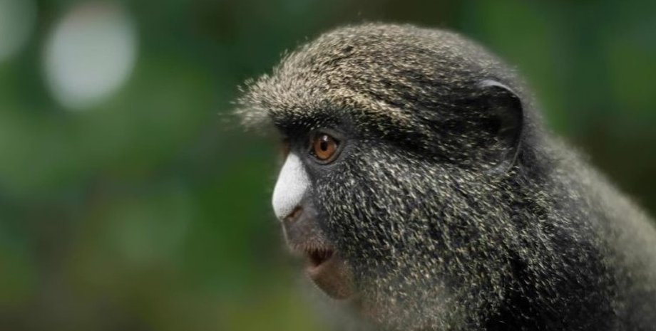 Обезьяна, мартышка