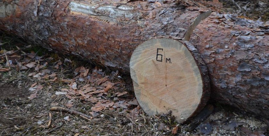 Фото: facebook.com/forestUKR