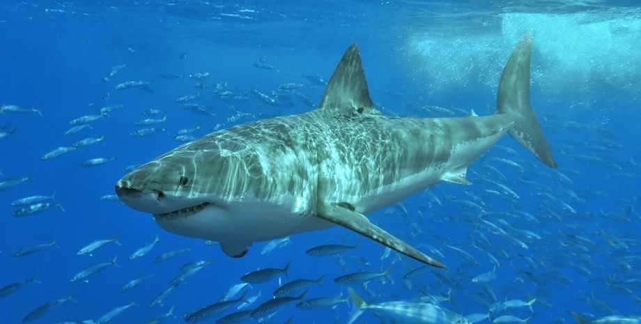 Напад акули на Мальдівах, хижачка, курйози, туризм, відео, дайвери