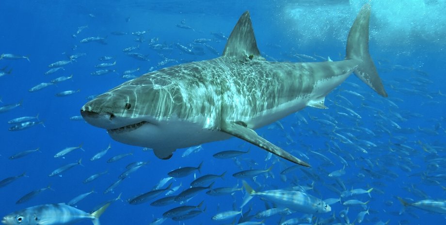 новости мира, новости египта, нападение акулы, дааб акула напала на туристку