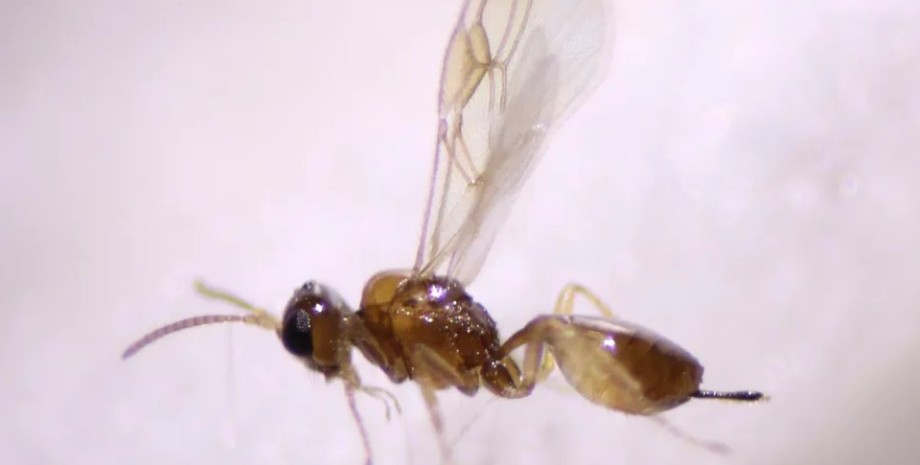 Researchers have posted a terrible video on which the parasitic wasp leaves the ...