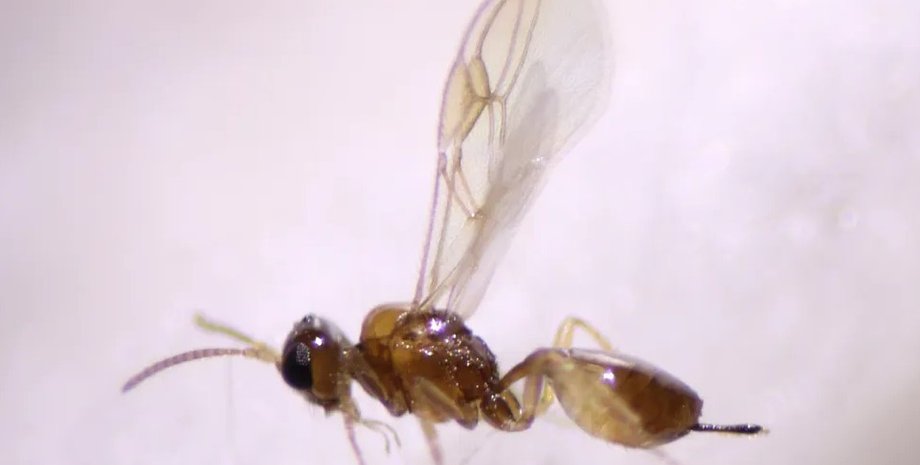 оса паразит, новый вид ос
