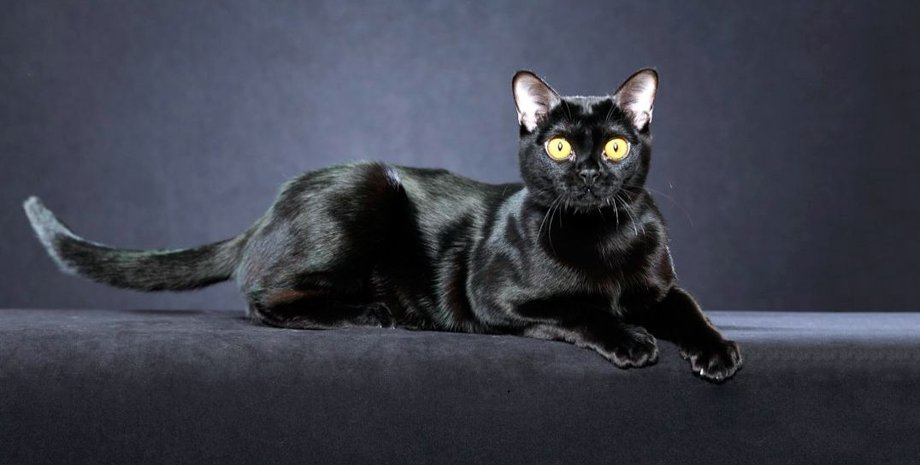 Порлы кошек, которые меньше всего линяют