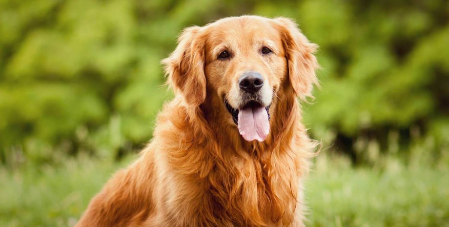 Поруч жінка їла улюблений фаст-фуд американців Найголодніший фанат бейсболу: ретривер став зіркою мережі через інтерес до хот-дога