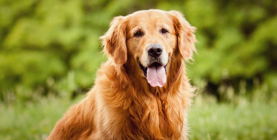 Найголодніший фанат бейсболу: ретривер став зіркою мережі через інтерес до хот-дога