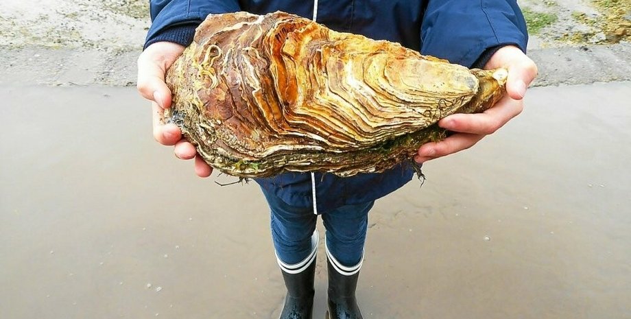 устрица, самая большая устрица, самая большая устрица в мире, устрица рекорд