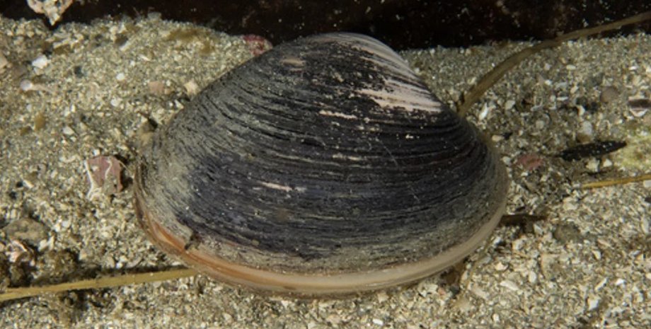 двустворчатый моллюск