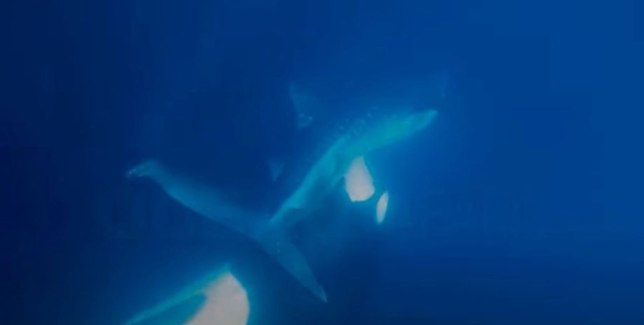 косатка, напад, китова акула