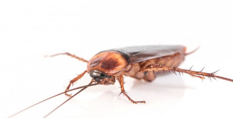 Тарган, болезнь, боли в животе