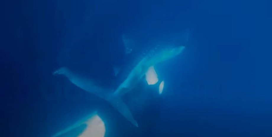 косатка, нападение, китовая акула