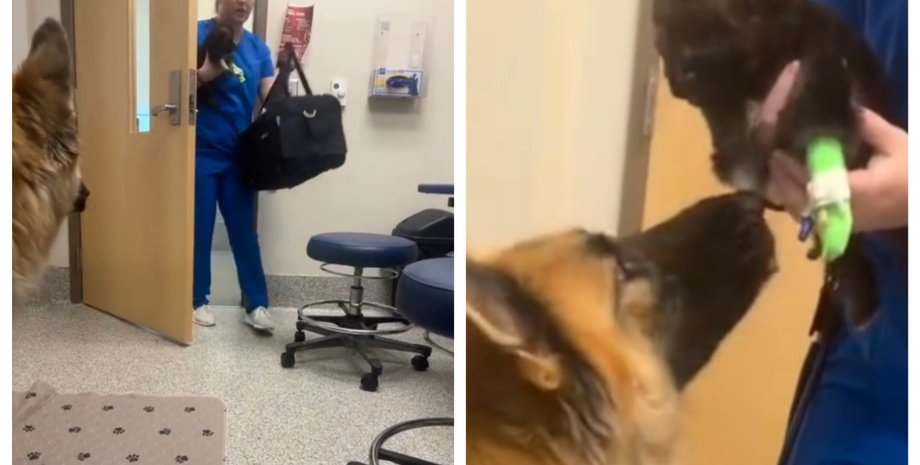 Наконец-то вместе: встреча мамы-собаки с ее щенком в ветклинике завирусилась в сети