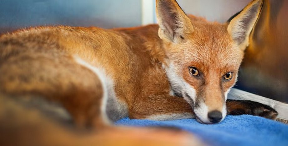 Животное спасли специалисты центра реабилитации