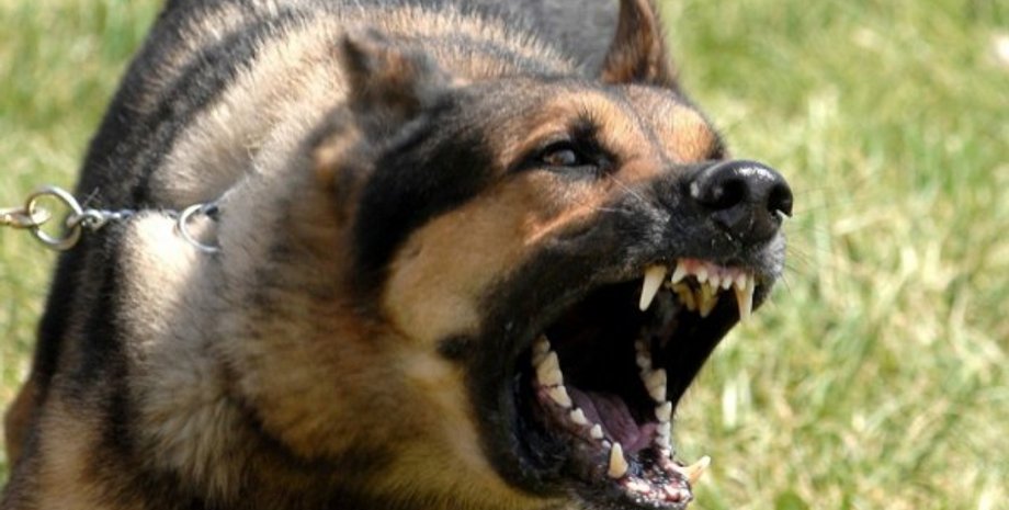 Фото: prosobak.com