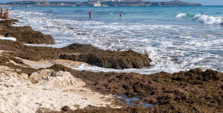 Испанские пляжи захватили водоросли
