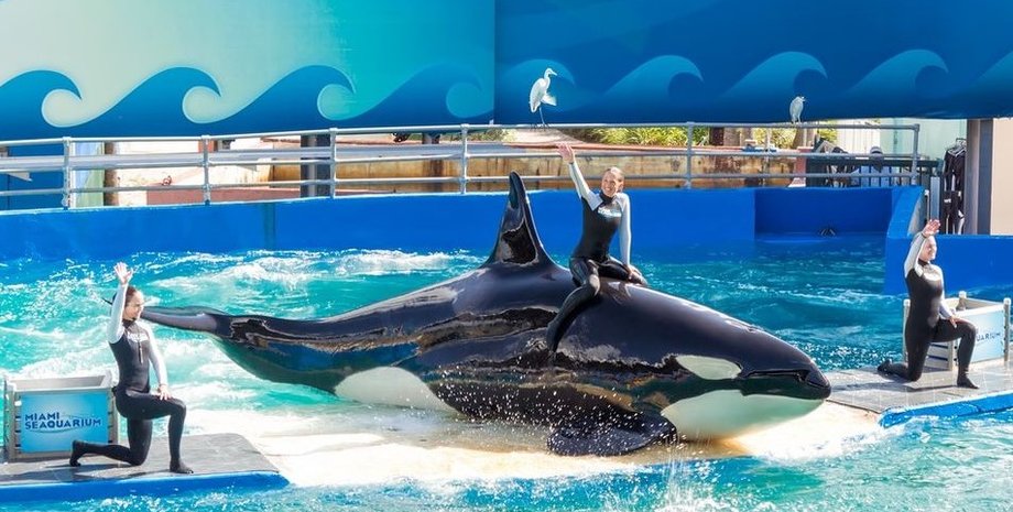 косатка, косатка лолита