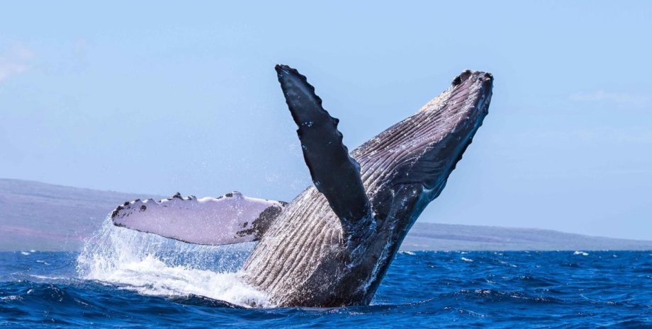 горбатый кит, океан, вода, фото