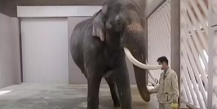 Слон Кошик Слон Кошик