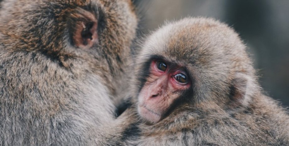 мавпи, тварини, ссавці